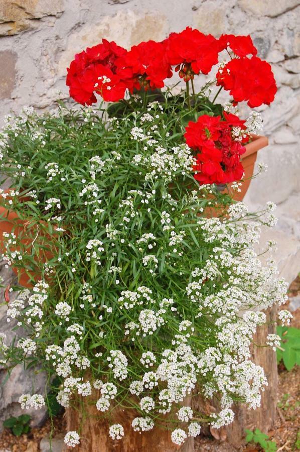 Guest house Casa Cadore